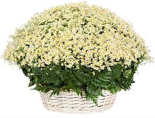 Цветочная композиция из Ромашки в корзине #REPLACE_PRED# Ленинауле
